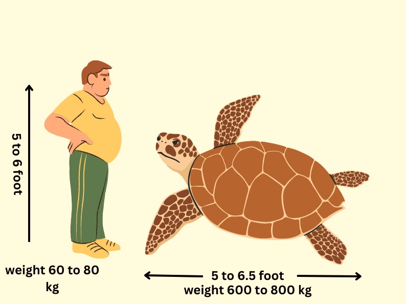 পৃথিবীর সব থেকে বড় কচ্ছপ লেদারব্যাক টার্টল leatherback turtles