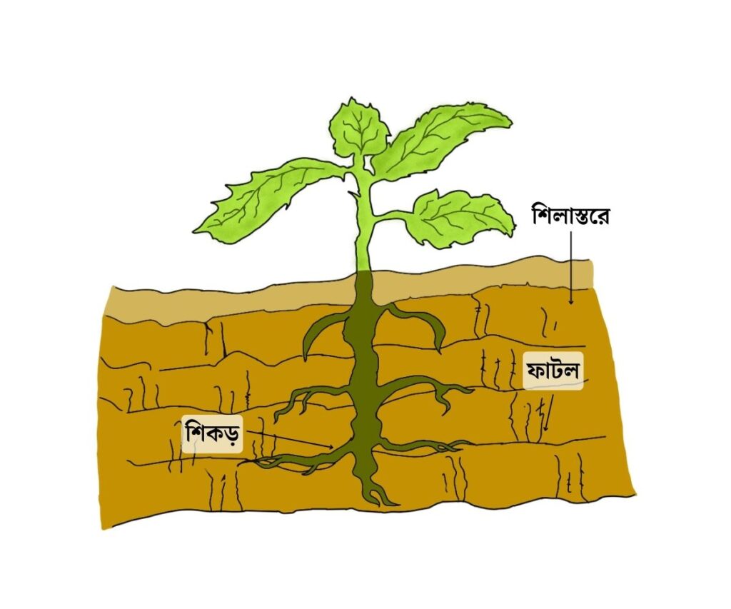 What is organic weathering and methods of organic weathering জৈব আবহবিকার । জৈব আবহবিকারের পদ্ধতি