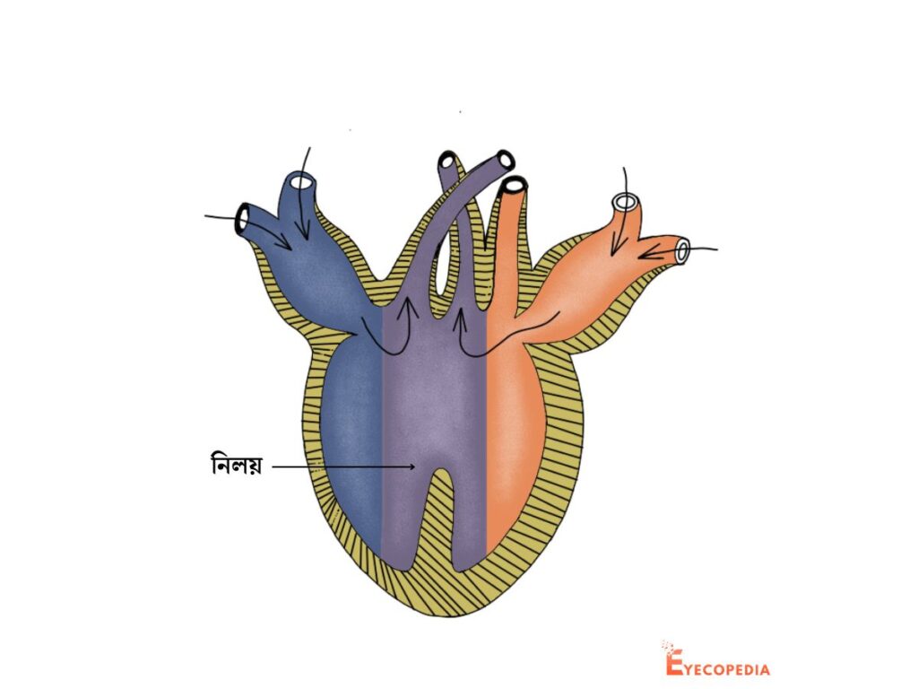 সরীসৃপের হৃদপিণ্ডের চিত্র - প্রাণীদের অভিব্যক্তির সপক্ষে মেরুদন্ডী প্রাণীদের হৃদপিন্ডের সাদৃশ্য জনিত প্রমাণ
