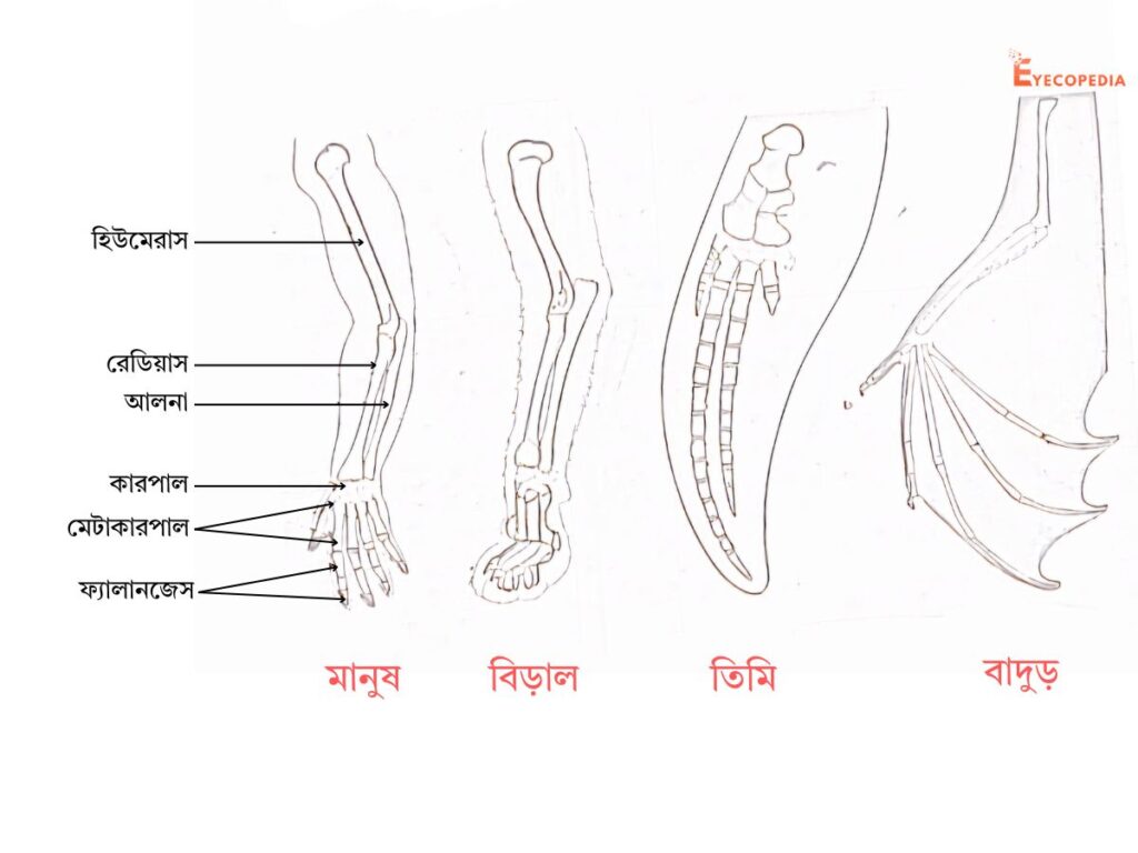 সমসংস্থ অঙ্গ কাকে বলে উদাহরণসহ সমসংস্থ অঙ্গ কিভাবে জৈব অভিব্যক্তির স্বপক্ষে প্রমাণ হিসেবে কাজ করে তা বুঝিয়ে দাও