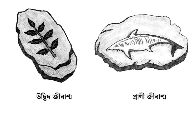 জীবাশ্ম কাকে বলে ছবি ফসিল ড্রয়িং Fossil