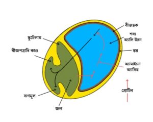 বীজের অঙ্কুরোদ্গম - জিব্বেরেলিন Germination of seeds - Gibberellin