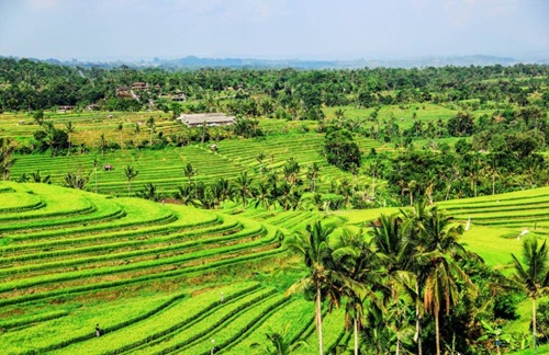 ভারতের ধান চাষের অনুকূল পরিবেশ আলোচনা করো