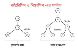 মাইটোসিস ও মিয়োসিস এর পার্থক্য - Difference Between Mitosis and Meiosis