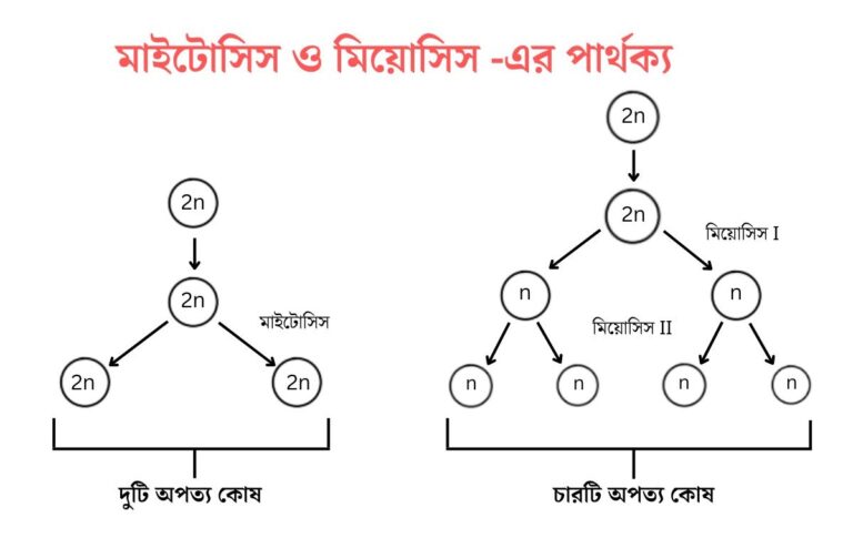 মাইটোসিস ও মিয়োসিস এর পার্থক্য - Difference Between Mitosis and Meiosis