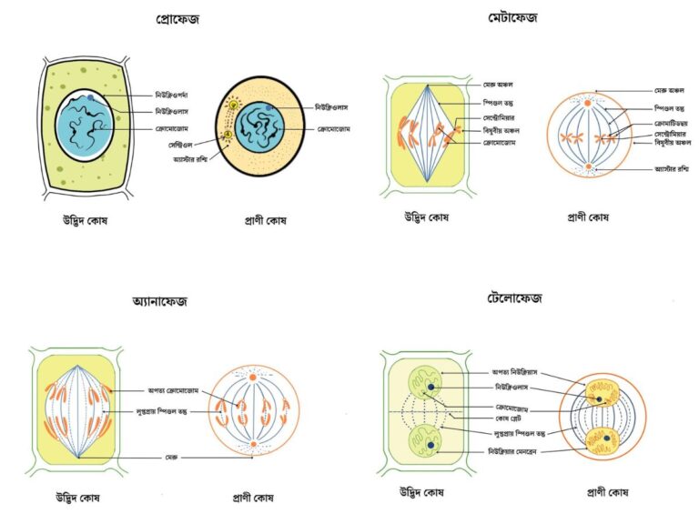 মাইটোসিস কোষ বিভাজন - বিভিন্ন দশা - প্রোফেজ - মেটাফেজ - অ্যানাফেজ - টেলোফেজ