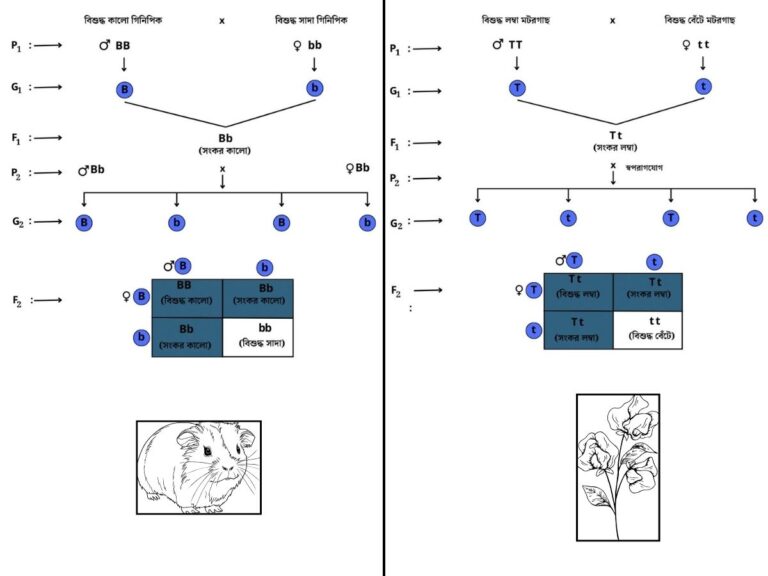 মেন্ডেলের এক সংকর জনন পরীক্ষা চিত্র - mendels-monohybrid-cross