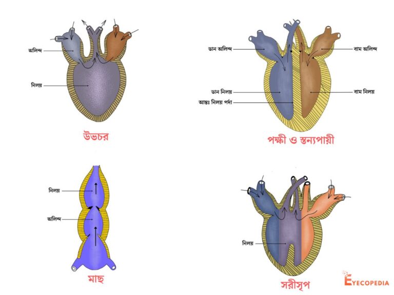 জৈব অভিব্যক্তির সপক্ষে মেরুদন্ডী প্রাণীদের হৃদপিন্ডের সাদৃশ্য জনিত প্রমাণ - মাছ - পক্ষী ও স্তন্যপায়ী - উভচর - সরীসৃপ