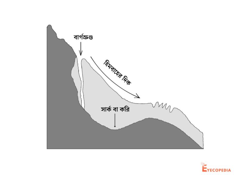 সার্ক বা করি কাকে বলে । চিত্র