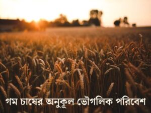 গম চাষের প্রাকৃতিক ও অর্থনৈতিক ভৌগলিক পরিবেশ আলোচনা কর