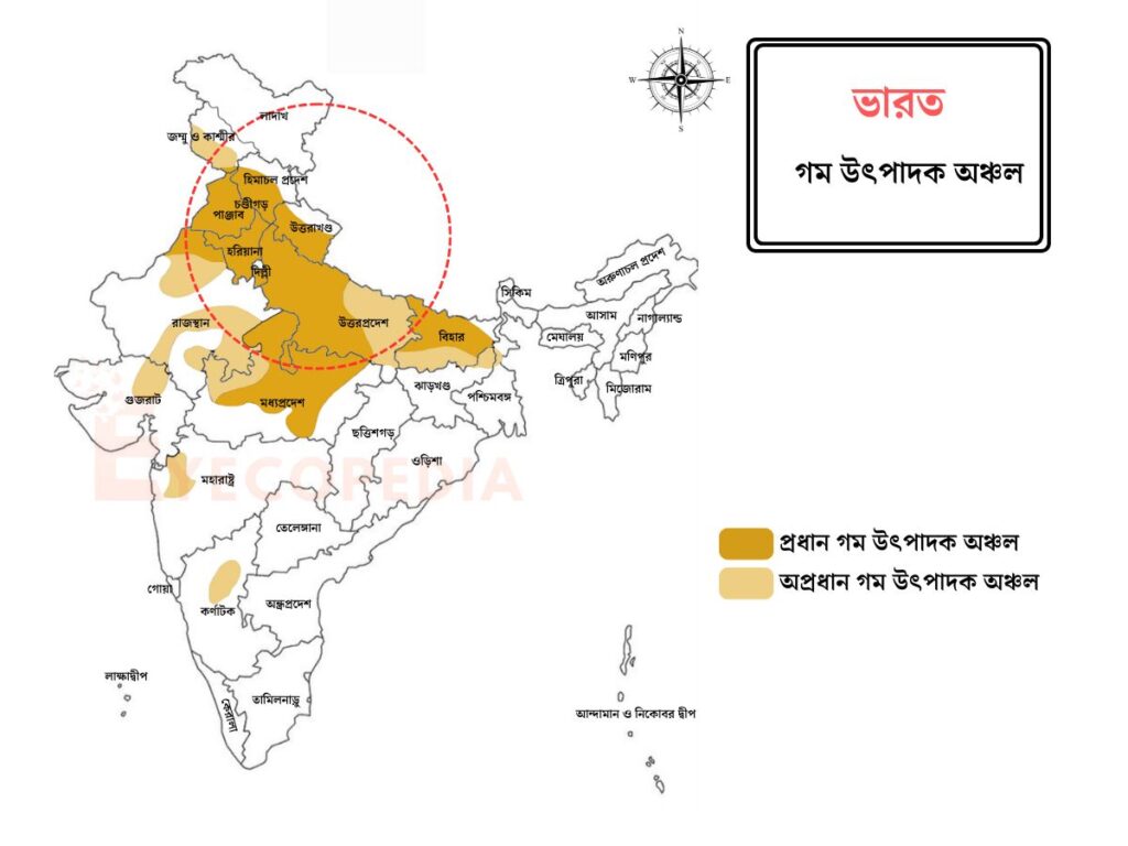 পাঞ্জাব - হরিয়ানা - উত্তরপ্রদেশ - উত্তর পশ্চিম ভারতে গম উৎপাদন বেশি হয় কেন