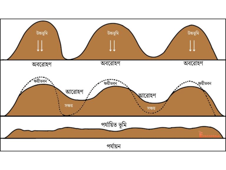 অবরোহণ - আরোহণ - জৈবিক প্রক্রিয়া - পর্যায়ন - চিত্র - ছবি